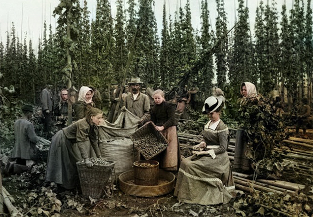 Сбор урожая хмеля_фото_1895